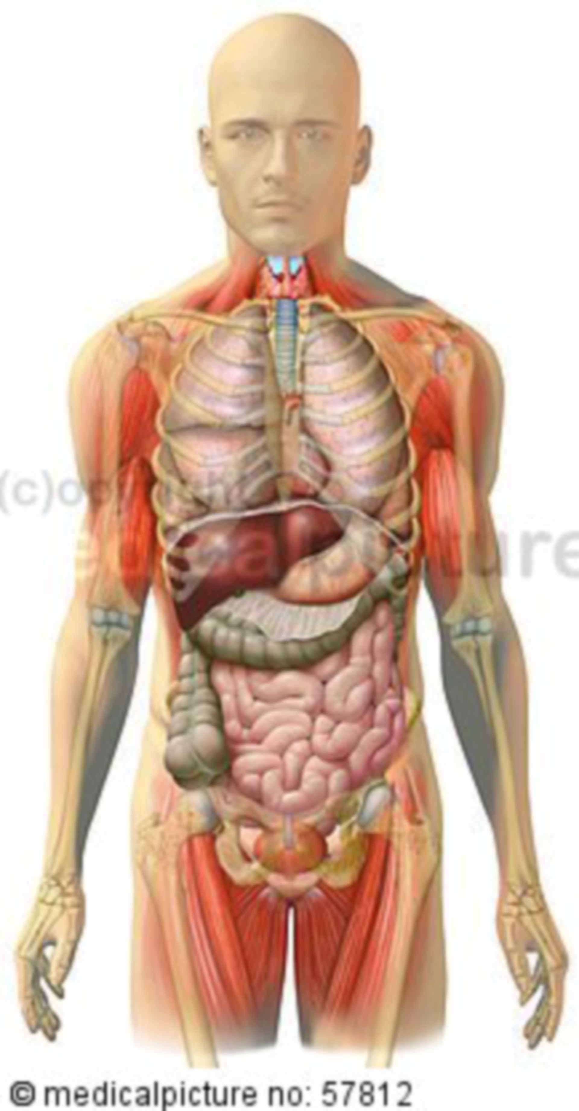  Anatomische Illustrationen - Brust-, Bauch-, Beckeneingeweide mit Brustkorb 
