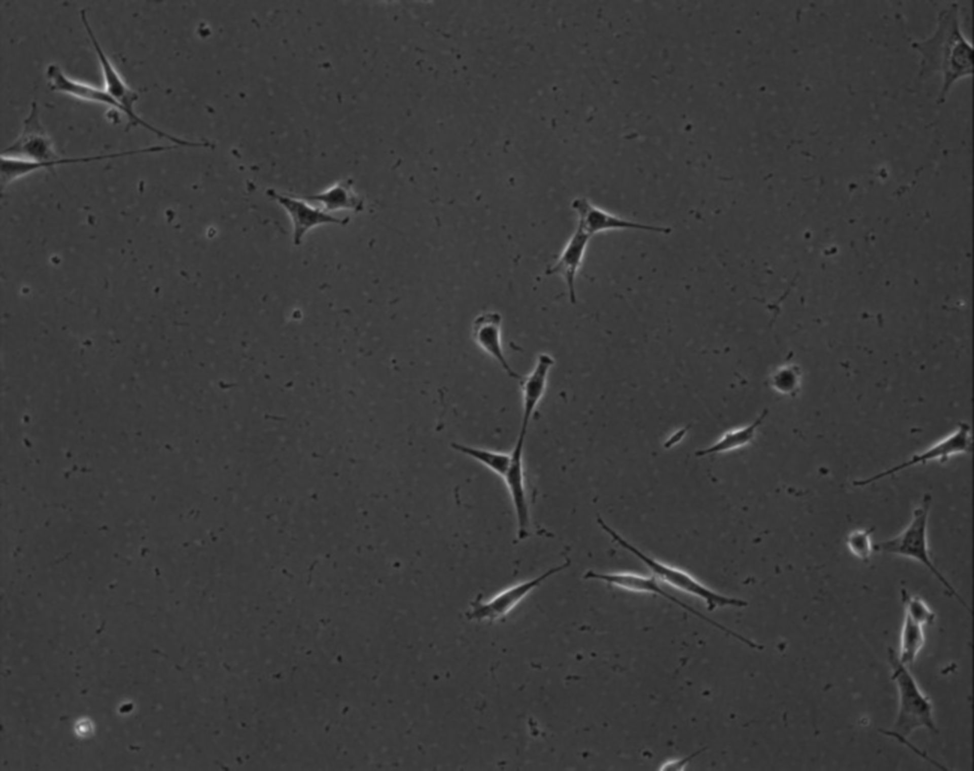 Mus musculus (Extracellular matrix part) - CIL:8869