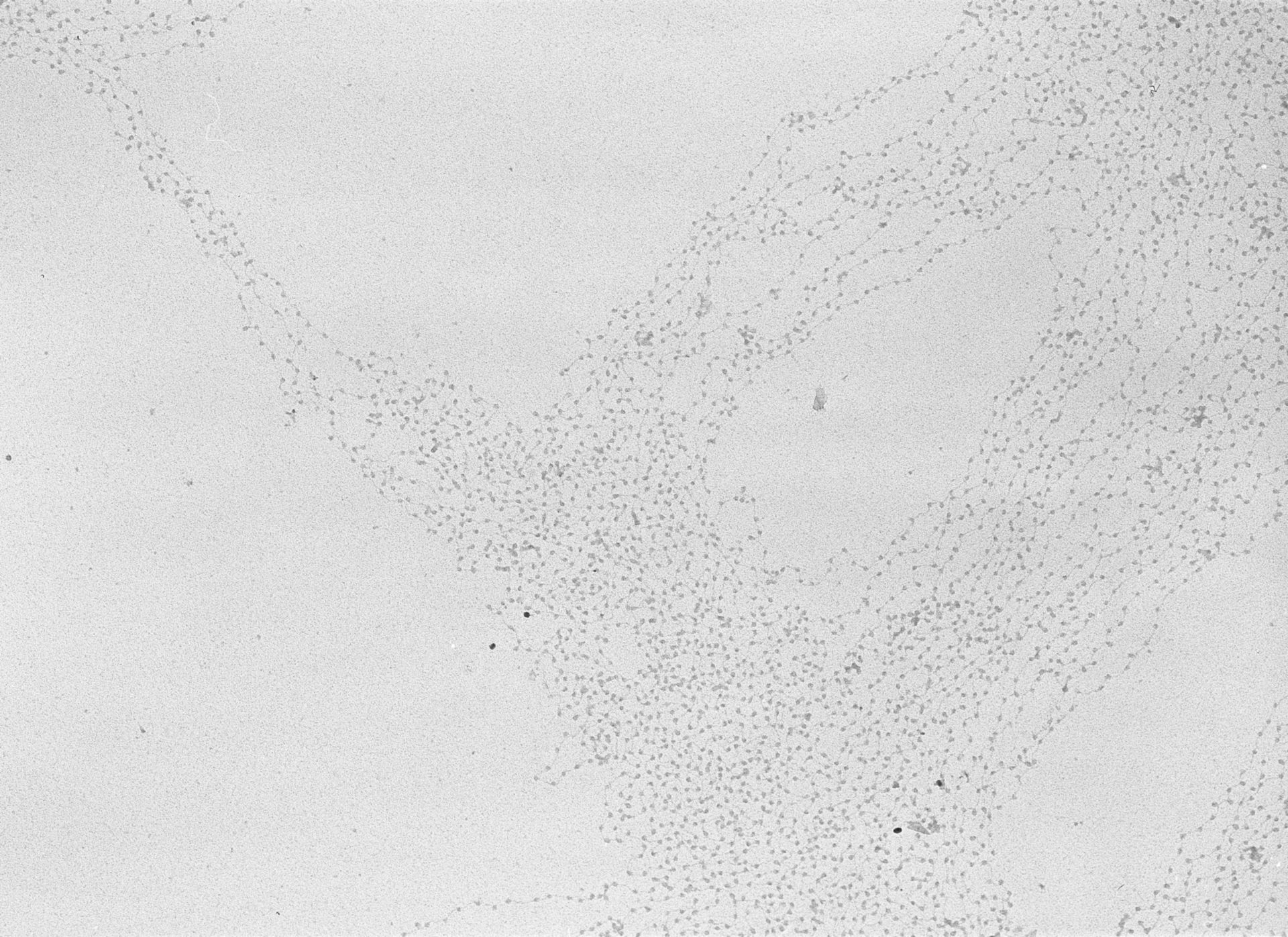 Gallus gallus (Nucleate erythrocyte) - CIL:710