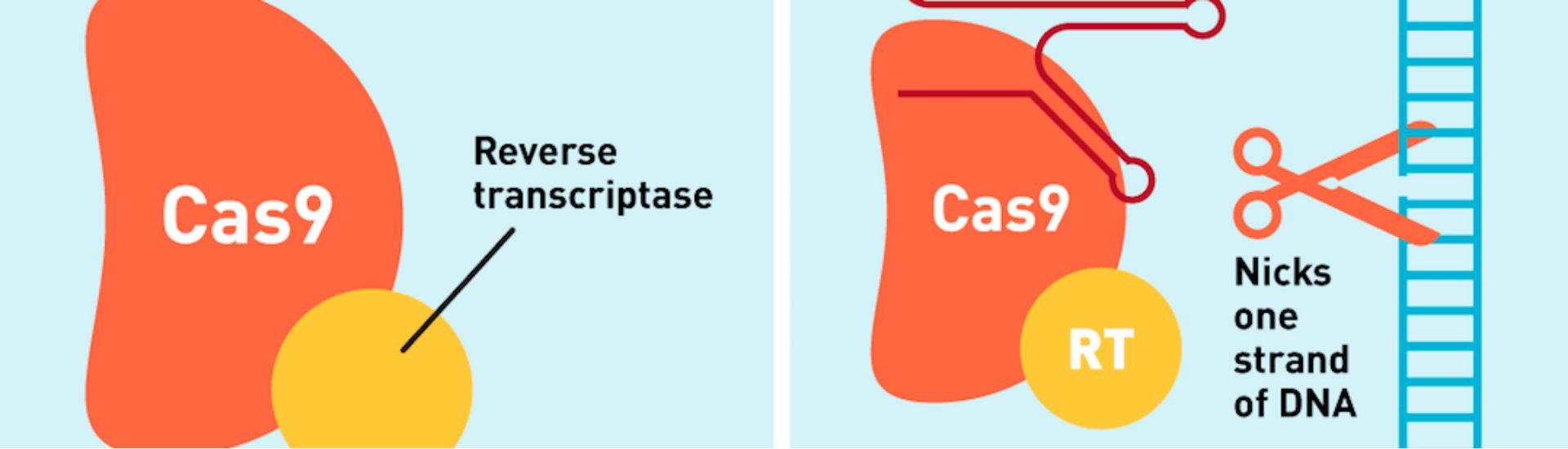 Jetzt wird's crispy DocCheck