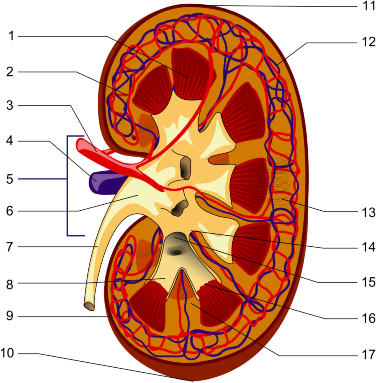 Aufbau der Niere (Schema)