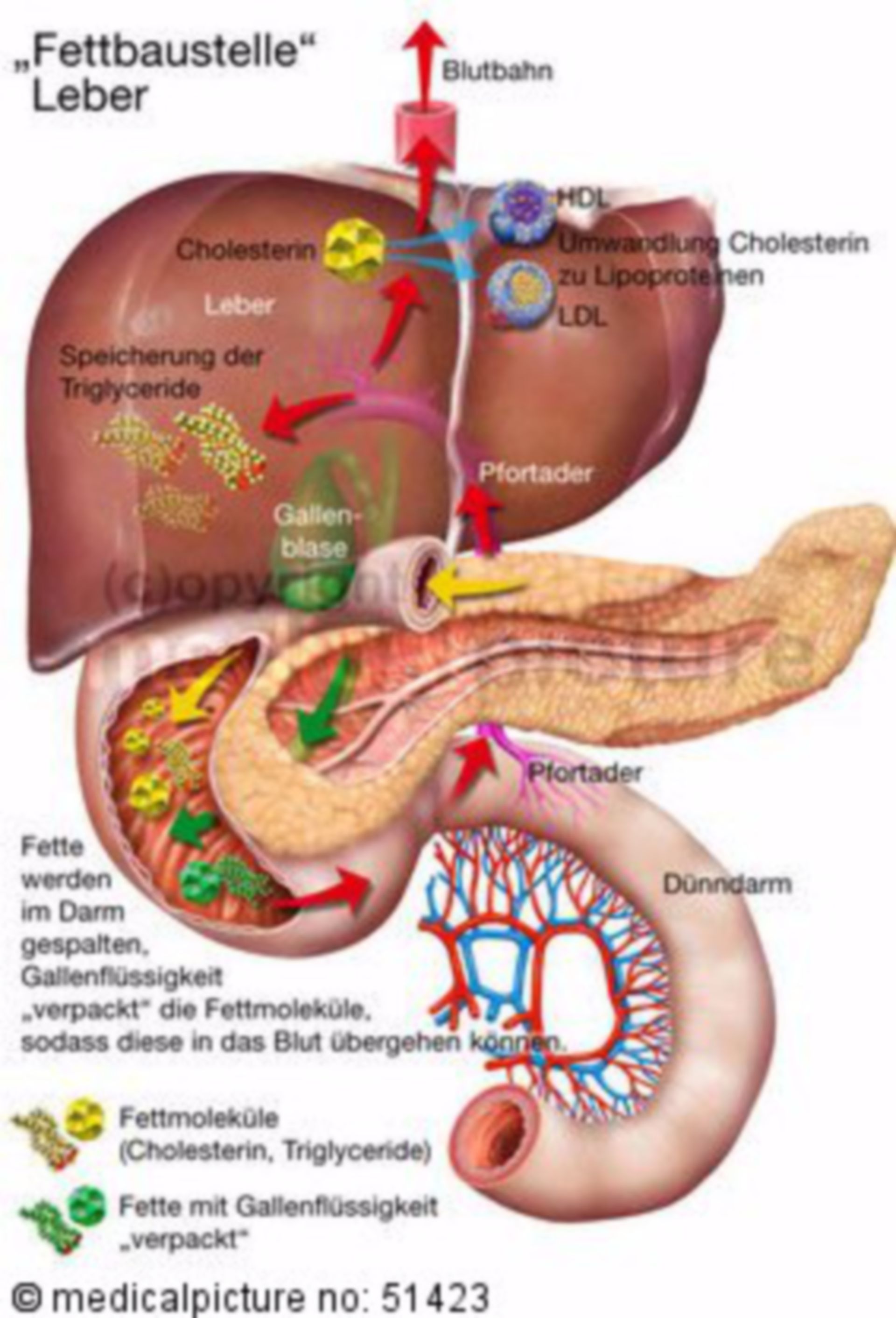 Fat metabolism in the liver