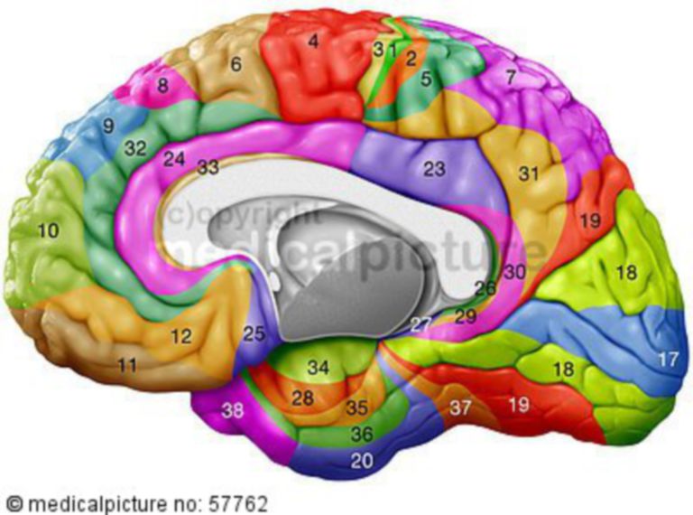 Anatomic Illustration – Brodmann Areas - DocCheck