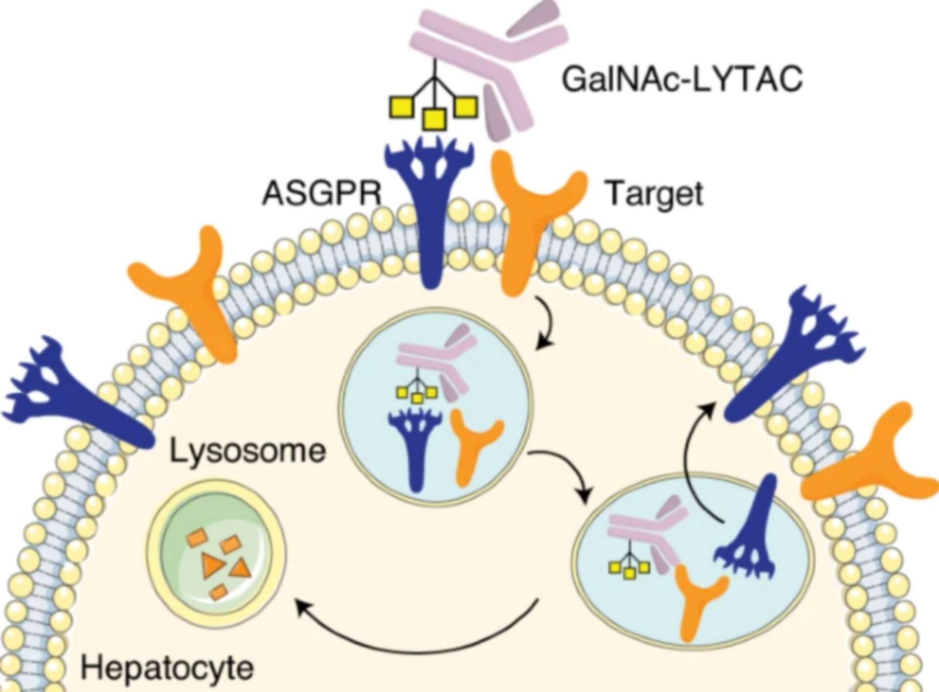 LYTACs degradation technology (Ahn, 2021)