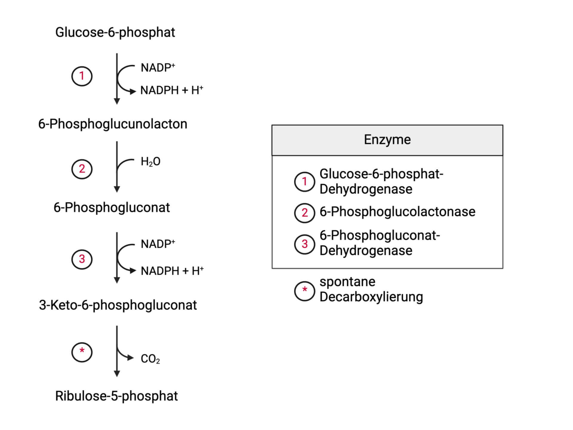 Irreversibler Pentosephosphatweg