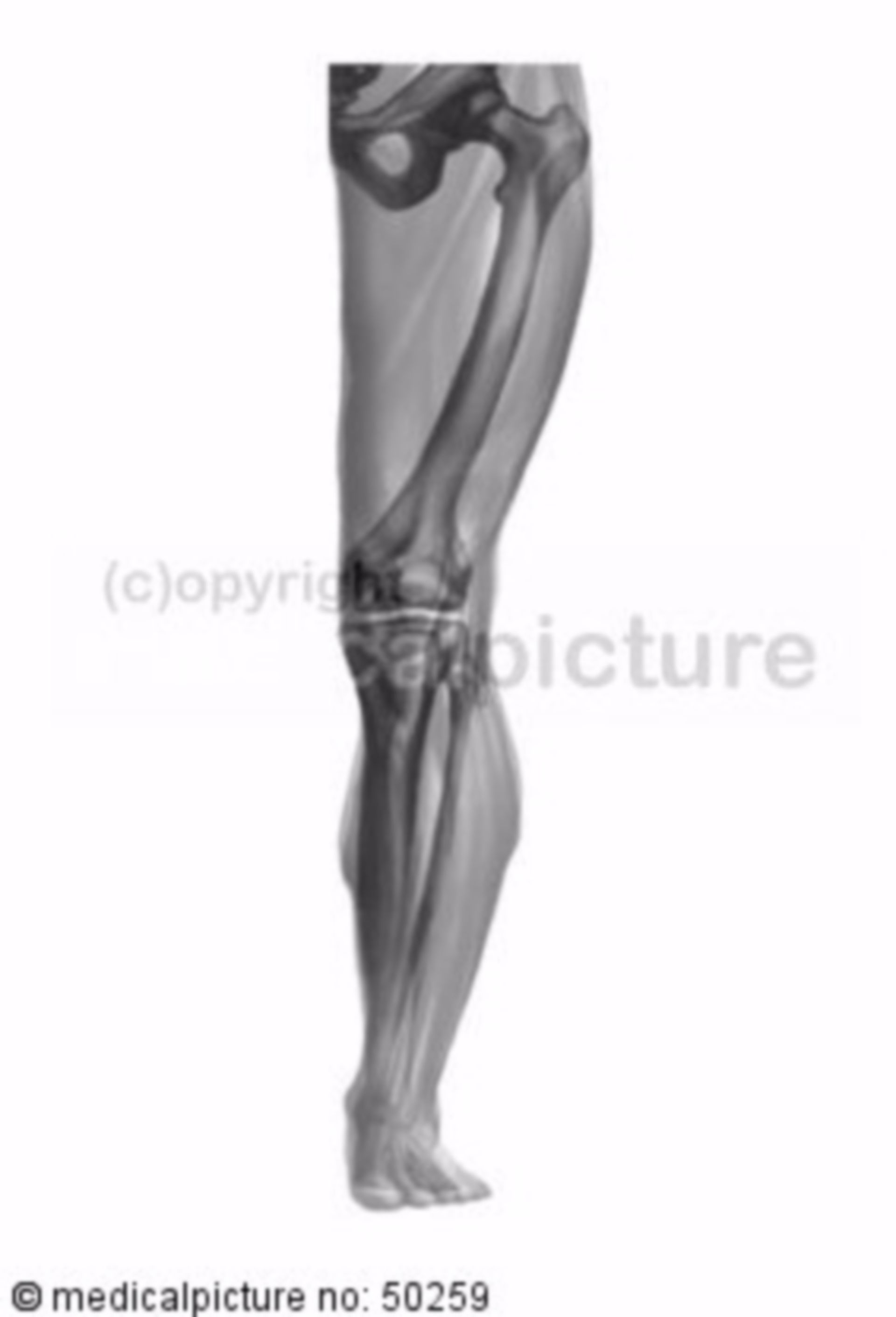 Plastische Darstellung des Bein-Skelettes 
