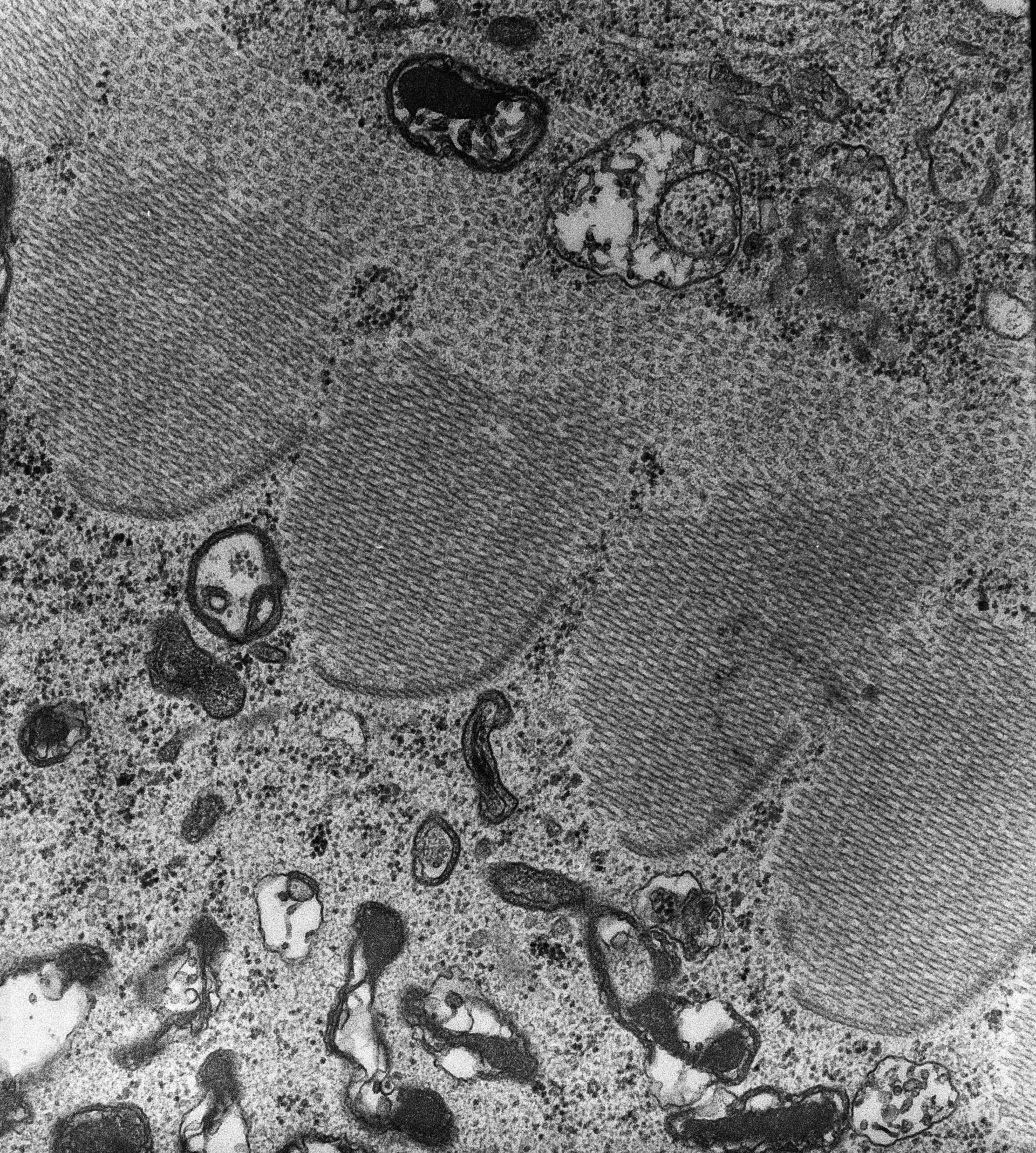 Nassula (Microtubule associated complex) - CIL:7667