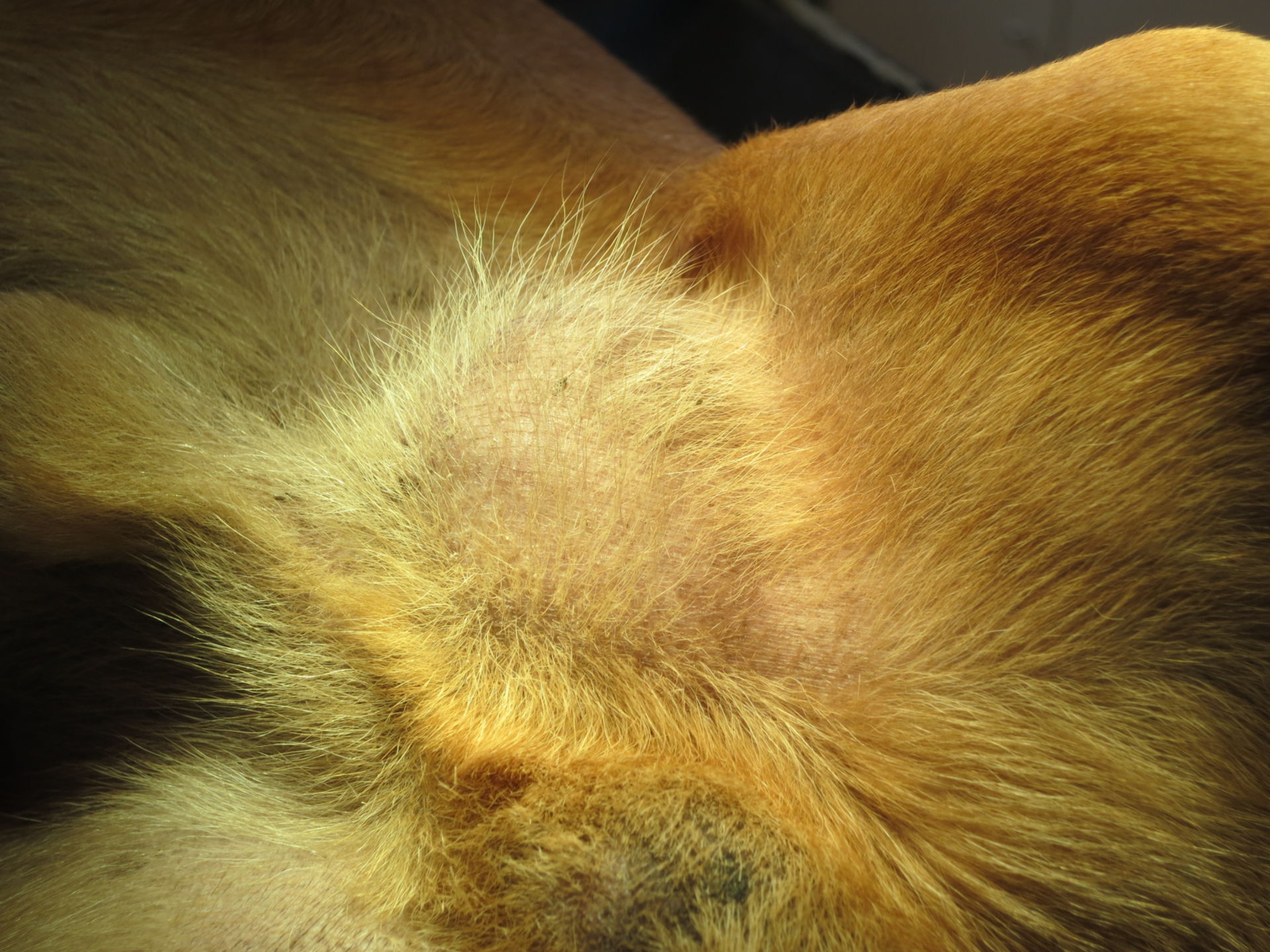 Neoplasia testicolare in un cane bassotto