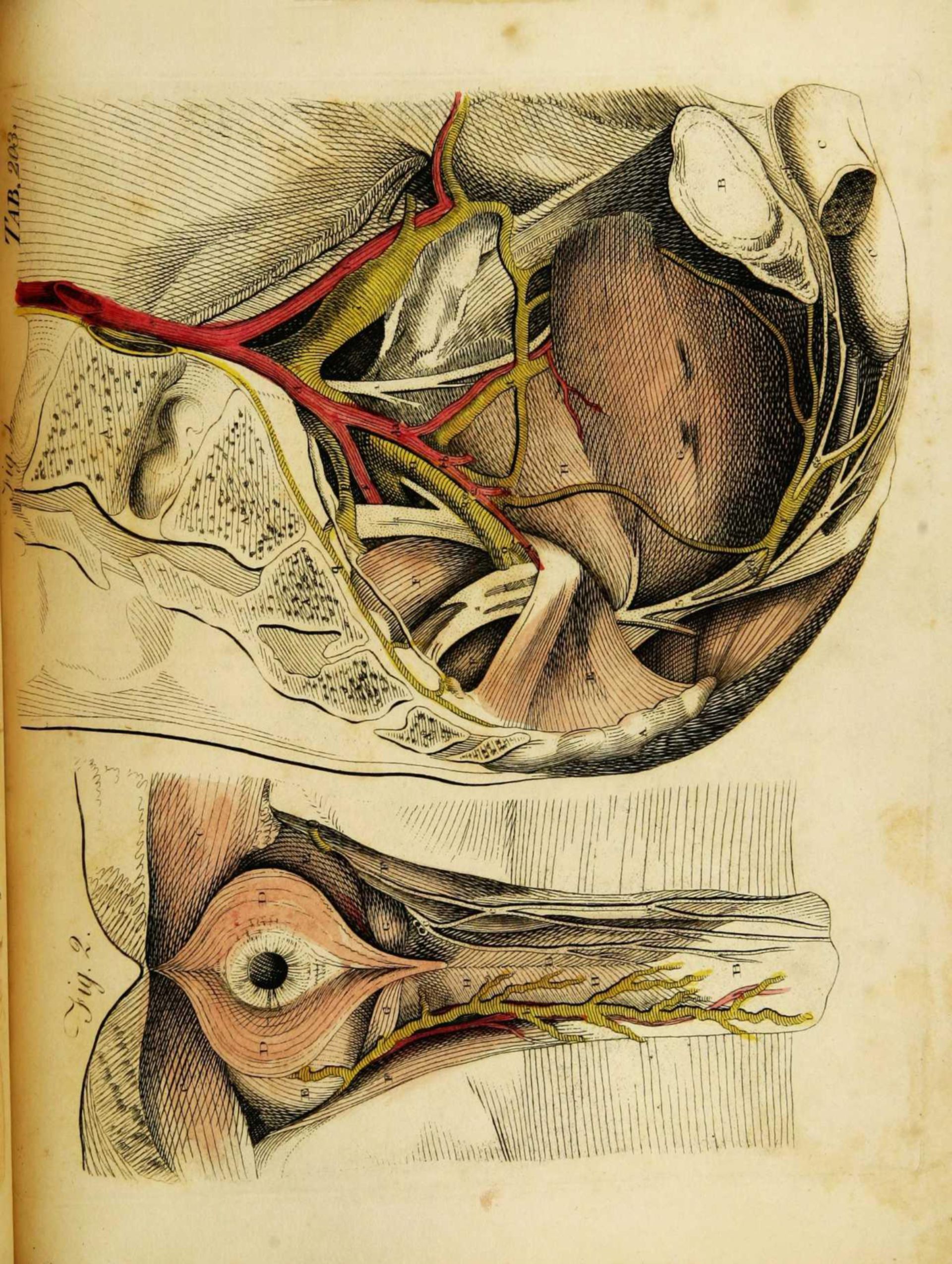 Anatomy of the pelvic base with supply