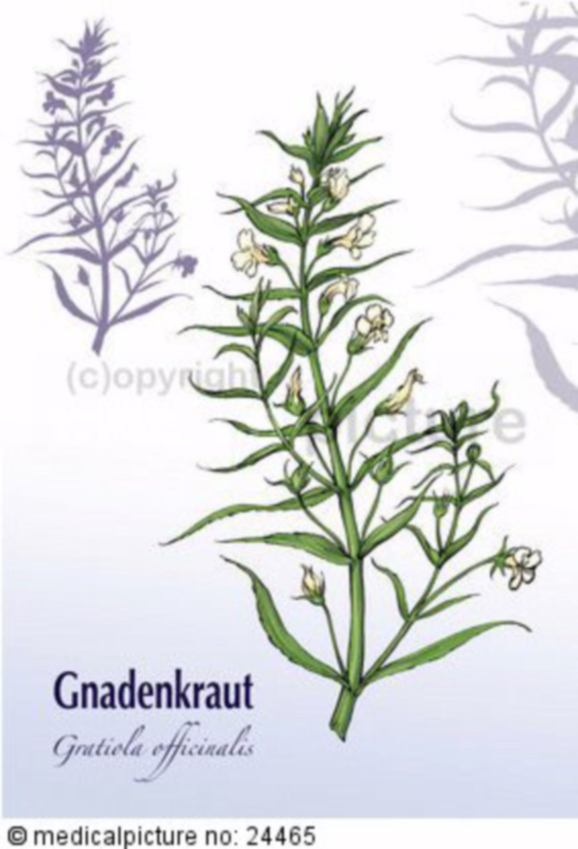  Gnadenkraut, Gratiola officinalis 
