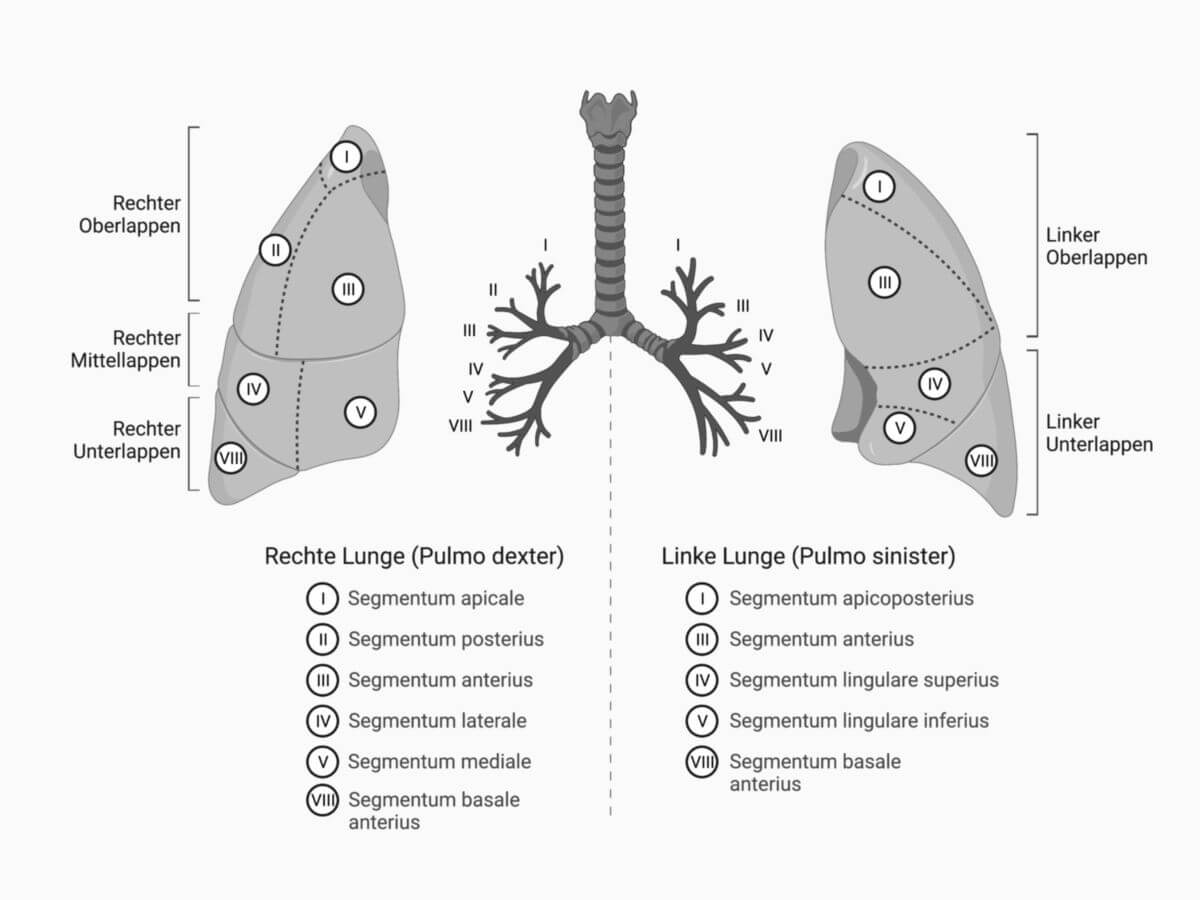 Lungensegmente (Anterior)