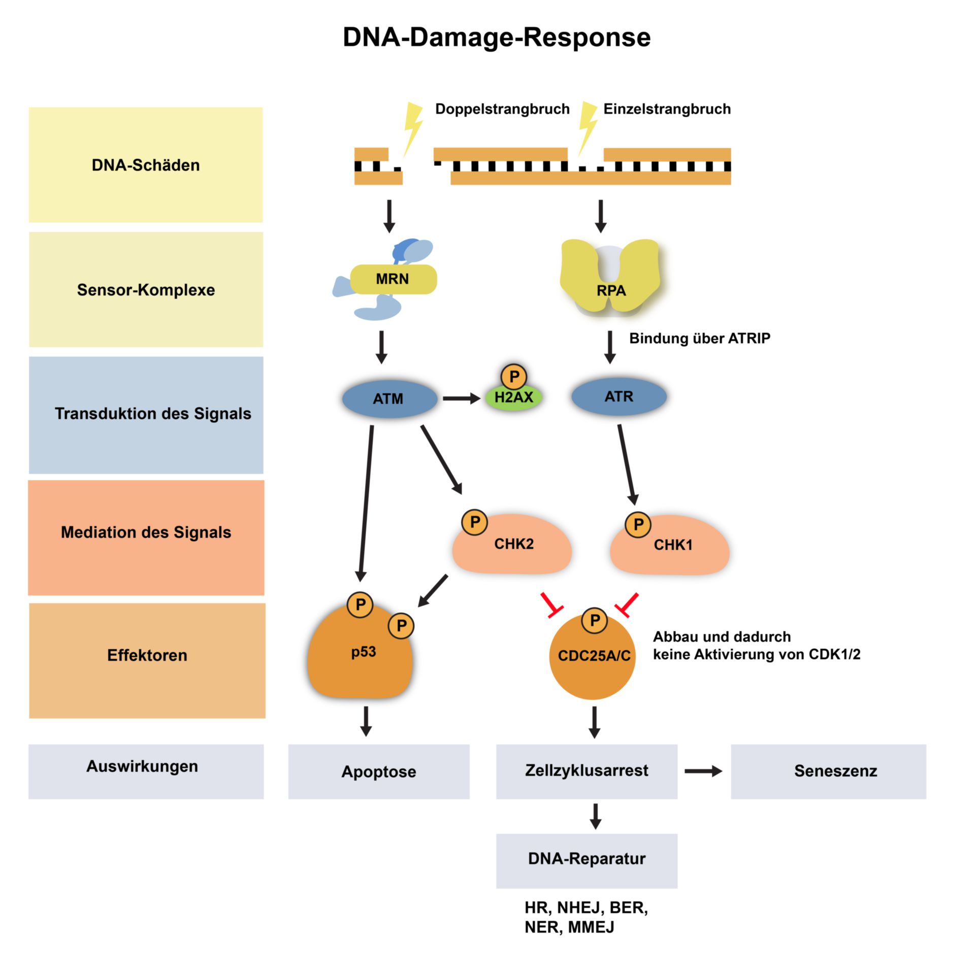 Übersicht DNA-Damage-Response