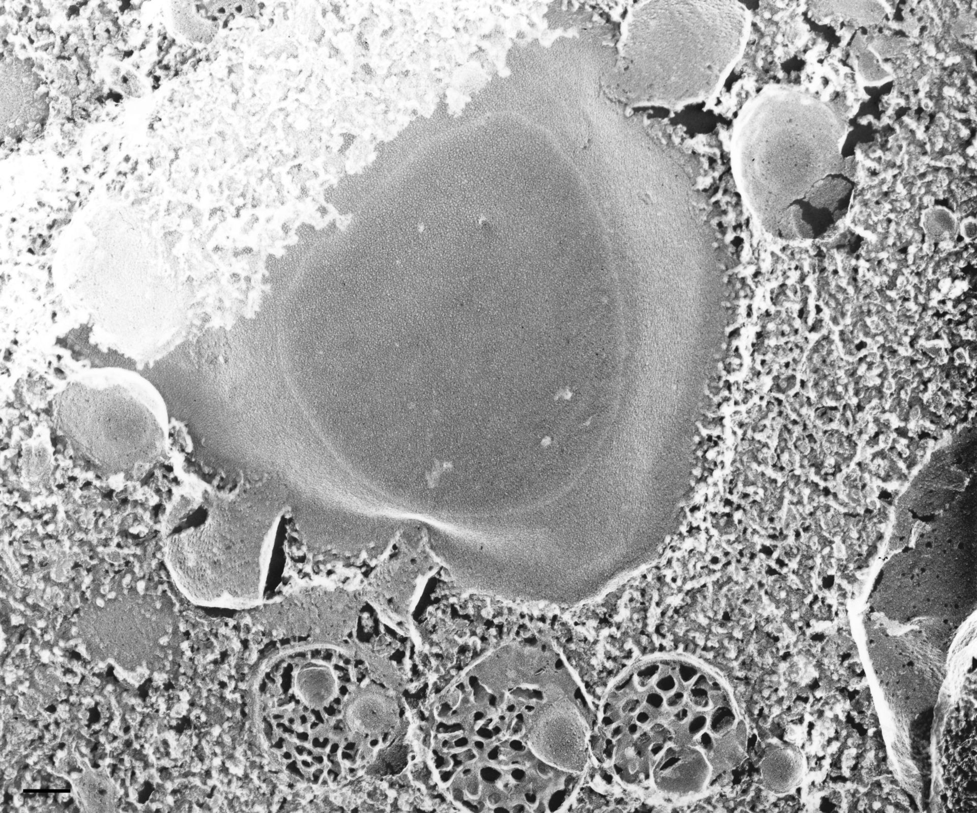 Paramecium multimicronucleatum (membrana vescicola) - CIL:36719