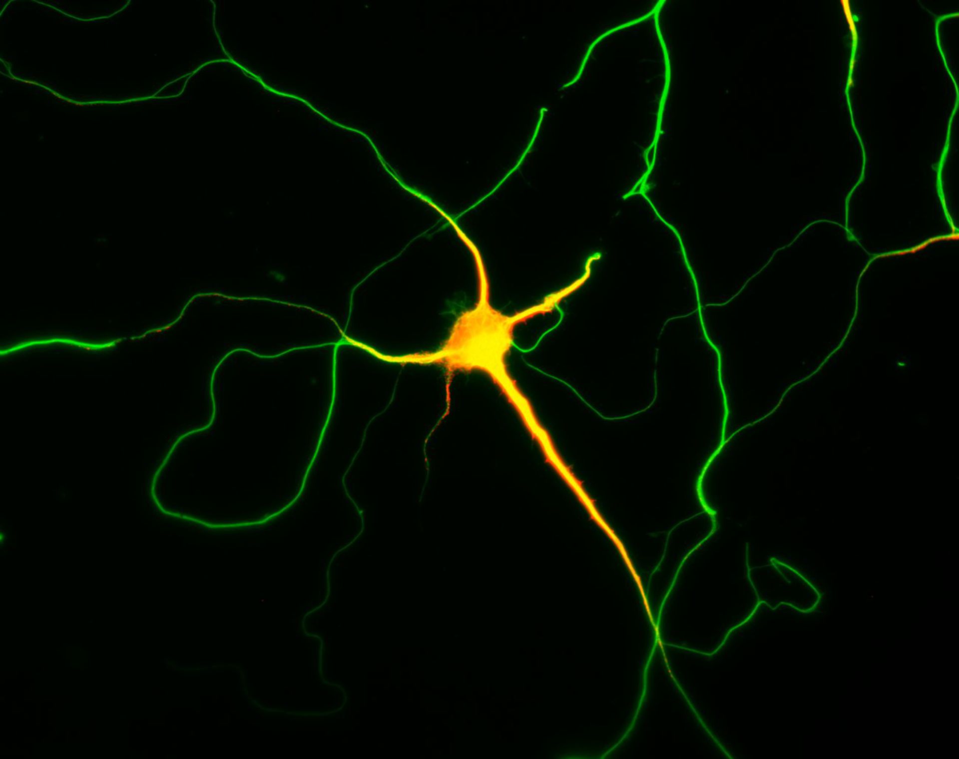 Rattus (Dendrite) - CIL:8281
