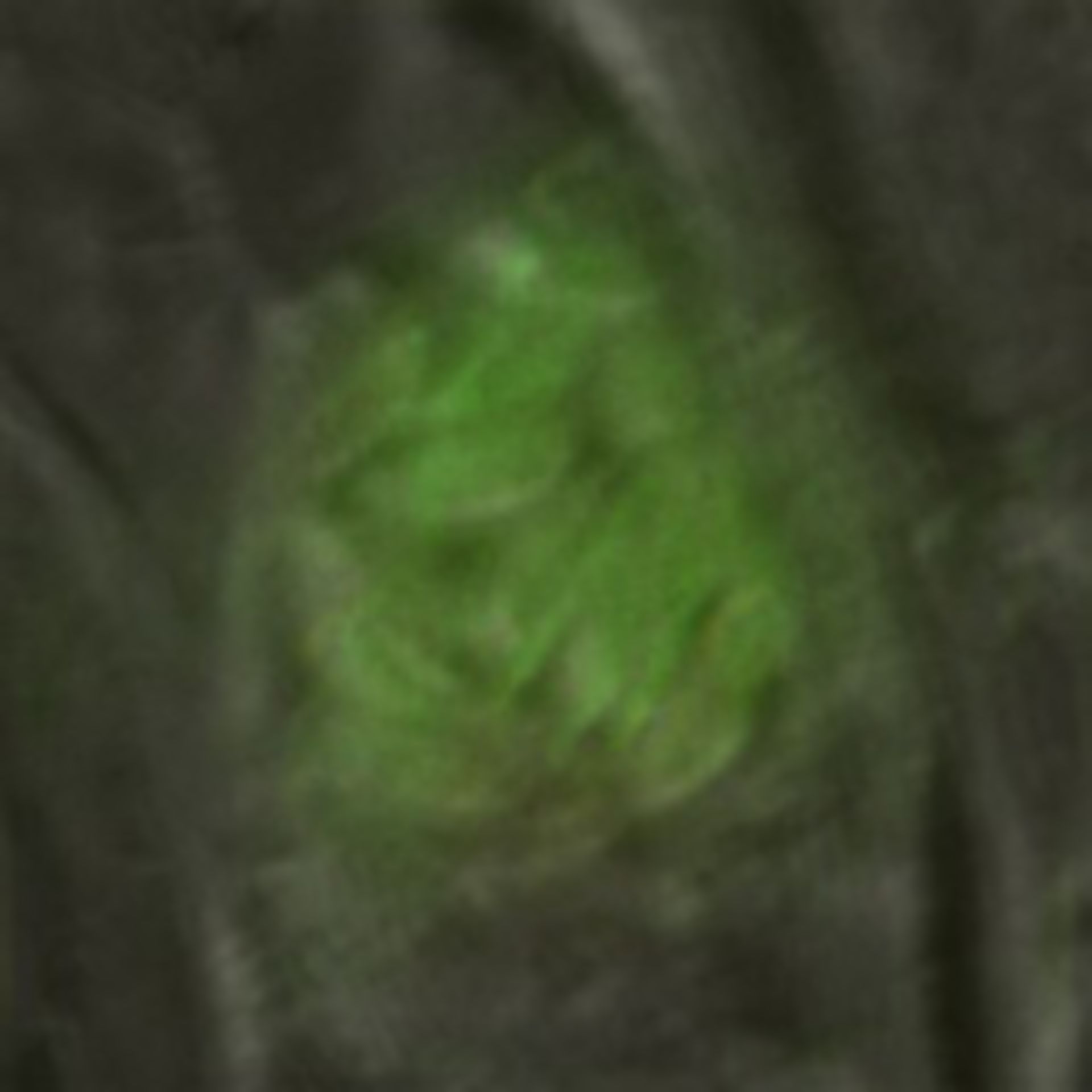 Toxoplasma gondii RH (Cortical microtubule) - CIL:10466