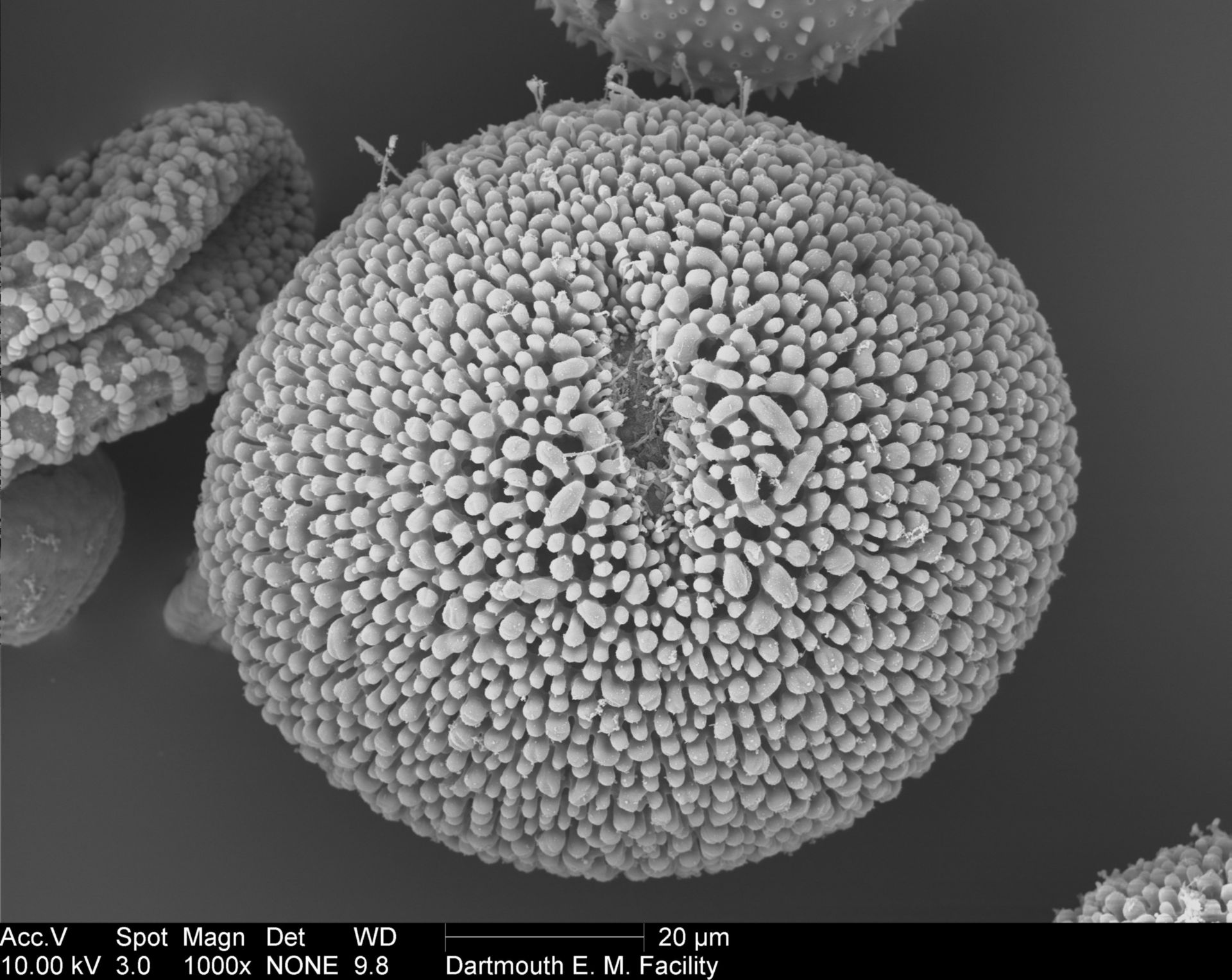 Geranium cinereum (Pollen wall) - CIL:40330