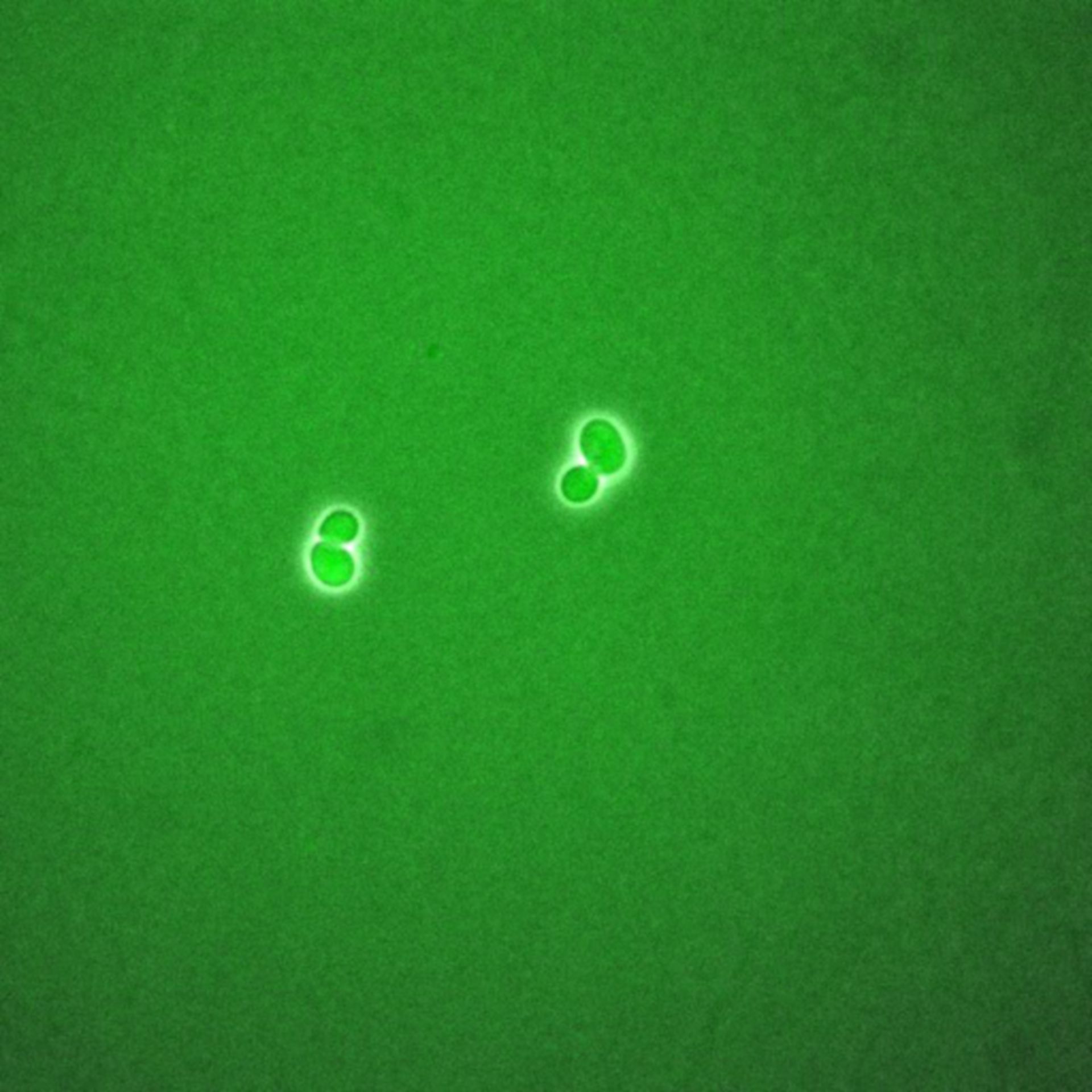 Saccharomyces cerevisiae (BCK2 protein) - CIL:35784