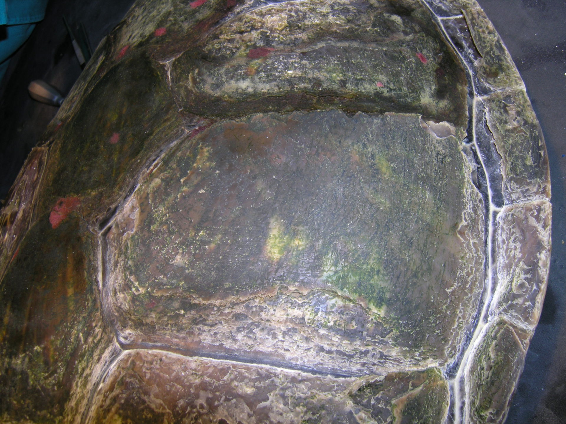 Suppenschildkröte (5)