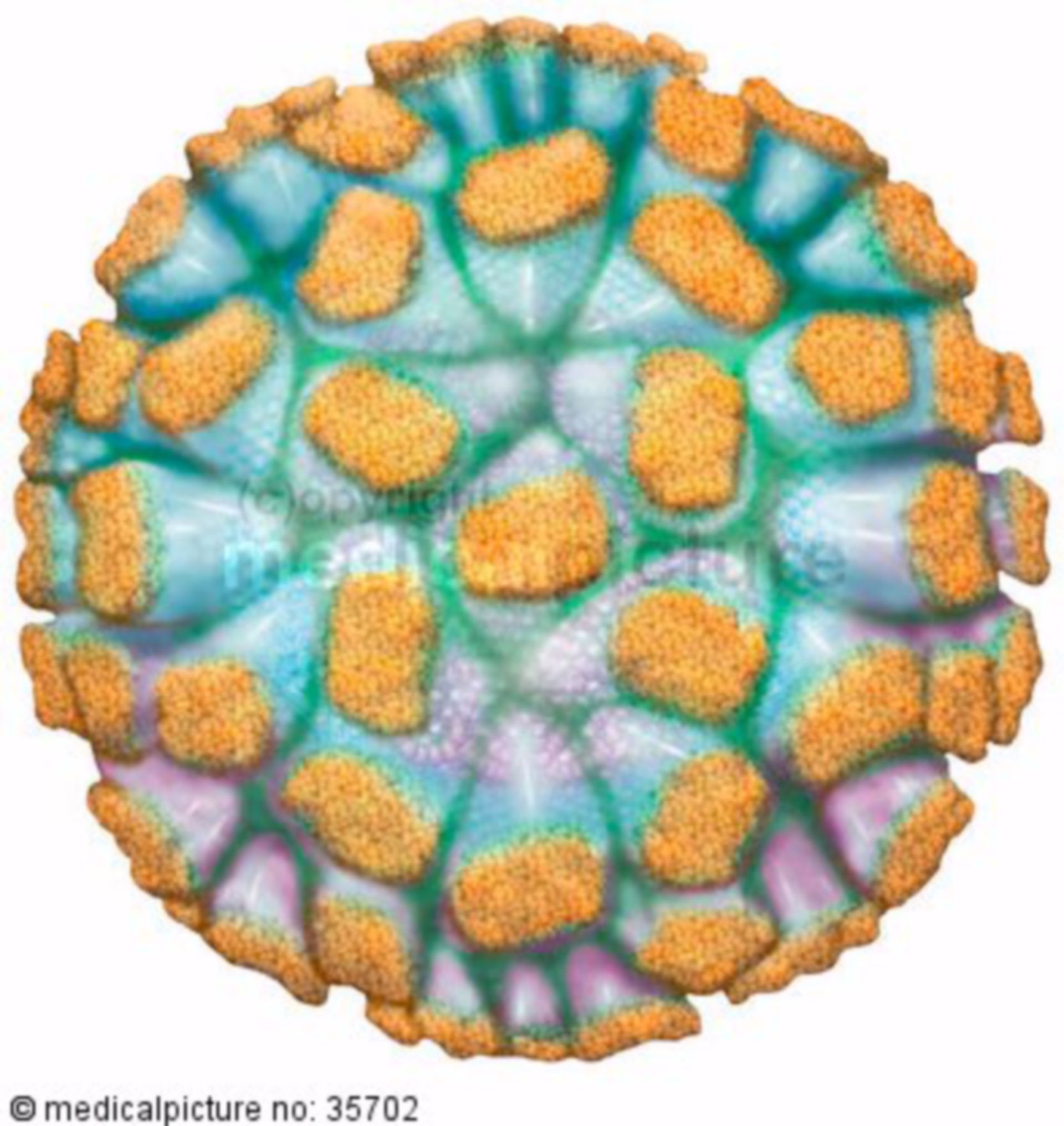  Norwalk Virus, Norovirus, Virenmodell 
