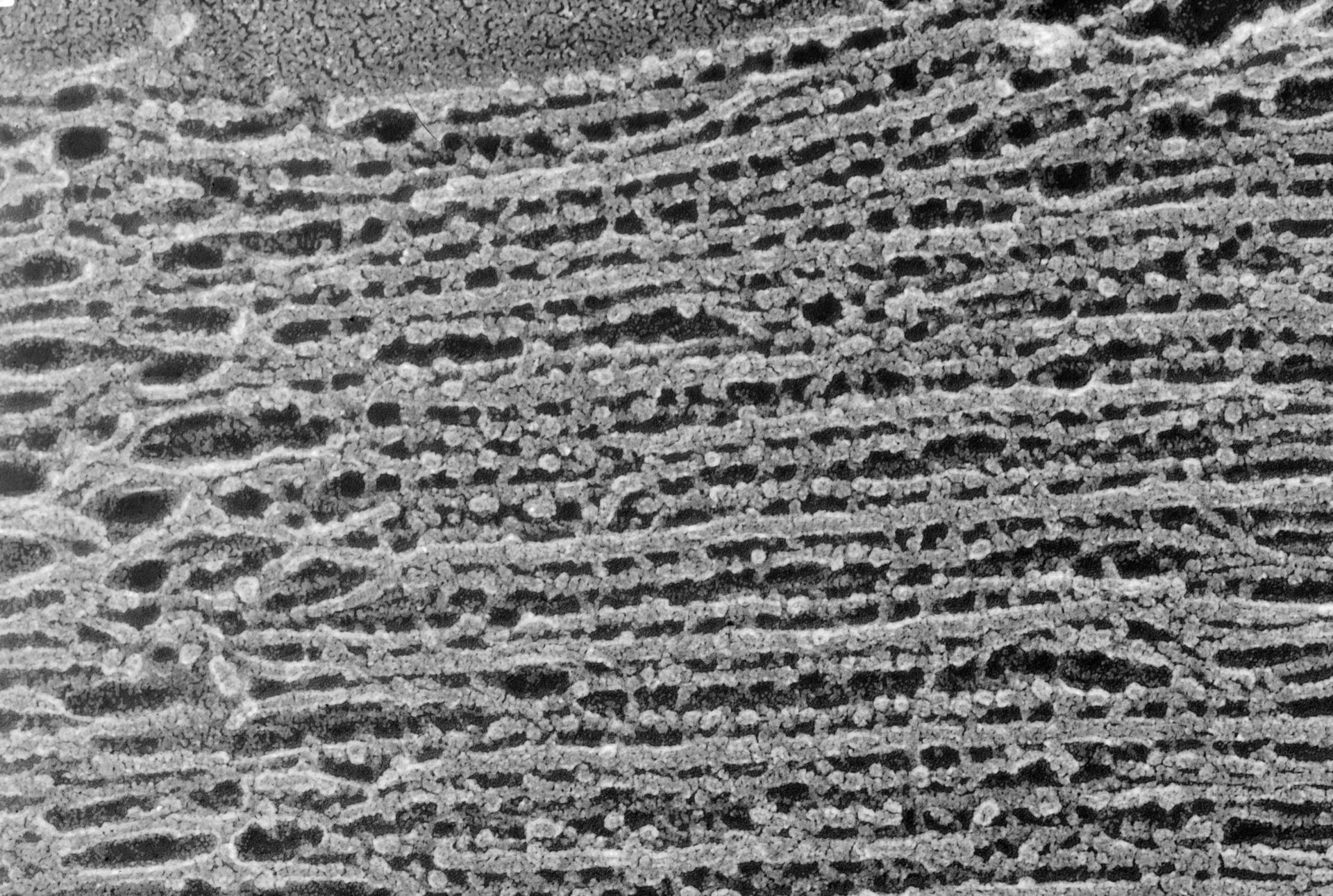 Oryctolagus cuniculus (Cytoskeleton) - CIL:837