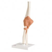 3B Scientific Elbow Joint 3B Scientific Elbow Joint