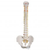 3B Scientific Flexible spine model