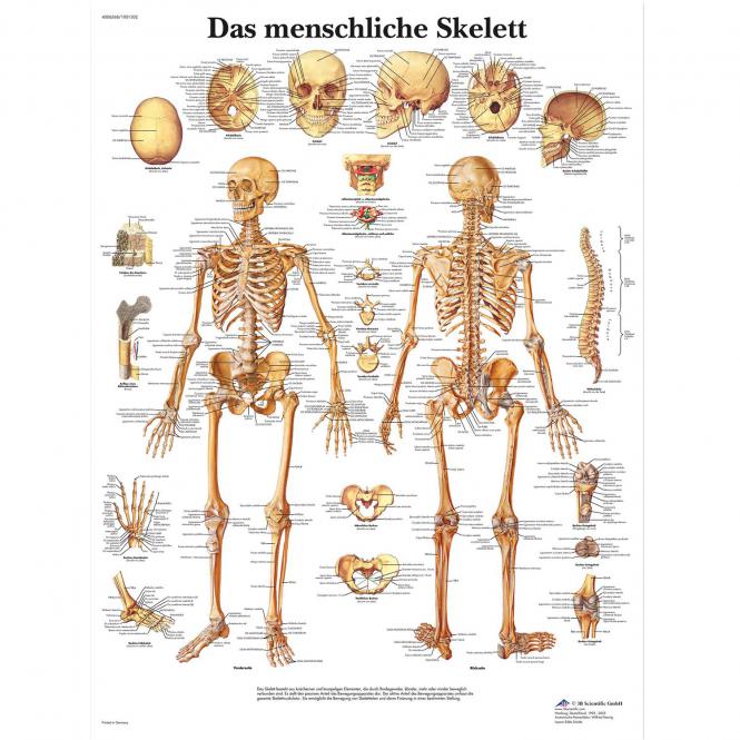 Lehrtafel Das Menschliche Skelett Skelette Anatomische Modelle Lehrtafeln Lehre Doccheck Shop Dein Medizinbedarf Online