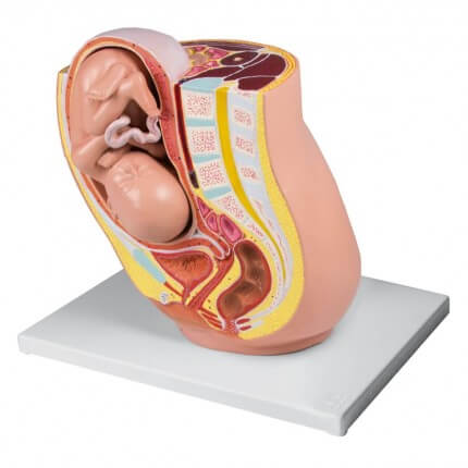 Schwangerschaftsbecken Modell