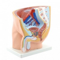 HeineScientific Modell Anatomisches Becken männlich HeineScientific Modell Anatomisches Becken männlich