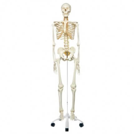 Skelett-Modell Fred