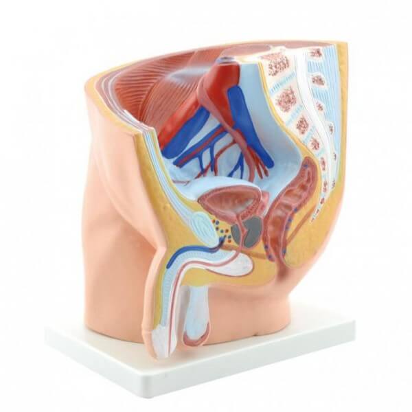 Modell Anatomisches Becken männlich Modell Anatomisches Becken männlich