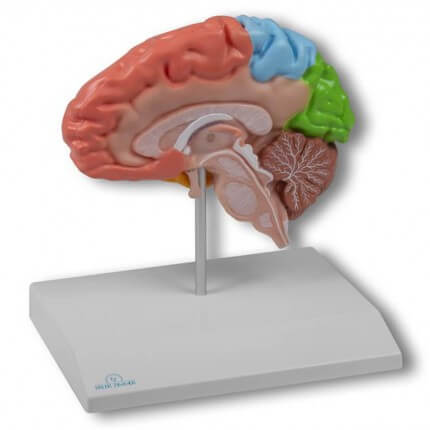 Modell Gehirnhälfte regional für EZ Augmented Anatomy Lern App