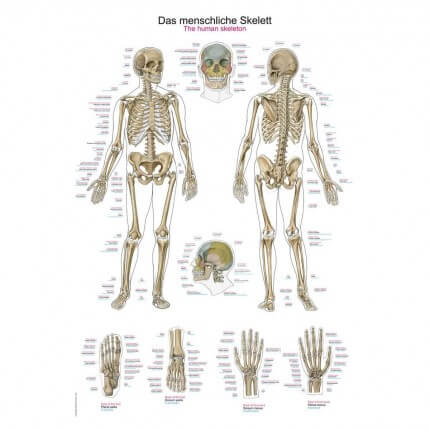 Lehrtafel – Das menschliche Skelett