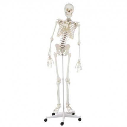 Skelet "Hugo" met beweegbare ruggengraat
