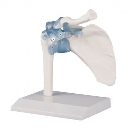 Shoulder joint model