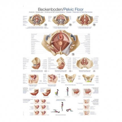 Instructional panel - pelvic floor