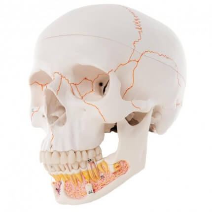 Modèle anatomique crâne/mandibule détaillée
