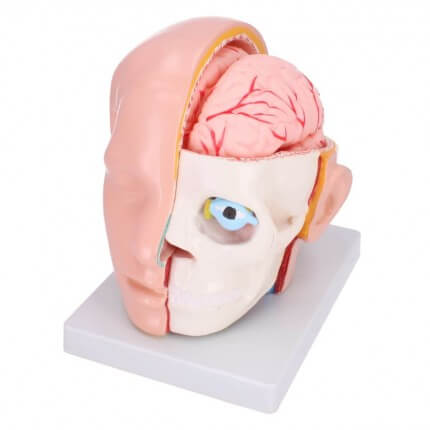 Anatomisch hoofdmodel met hersenen