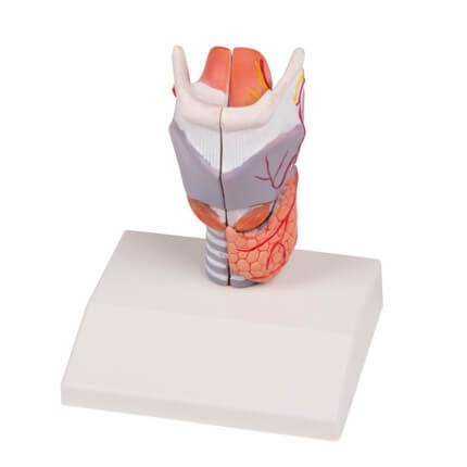 Life size larynx model