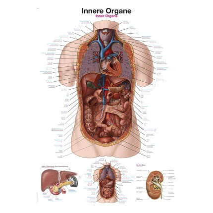 Instructional panel - Internal organs