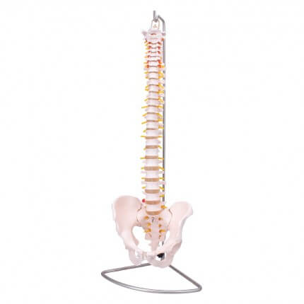 Spine model with pelvis