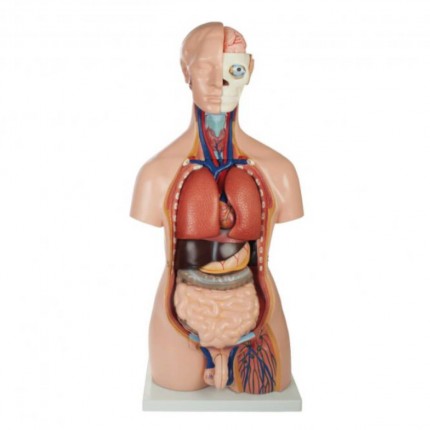 Zweigeschlechtlicher Modell Torso Torsos Organe Anatomische Modelle Lehrtafeln Lehre Doccheck Shop Dein Medizinbedarf Online