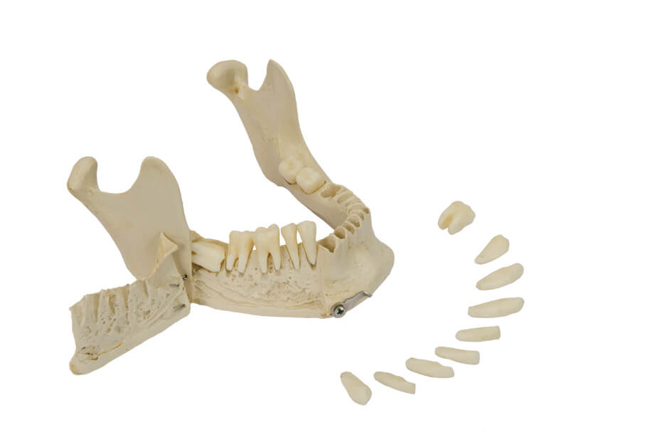 Modèle anatomique de crâne - Wellden International Inc. - de tête / de  dents / d'enseignement