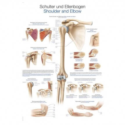 Instructional panel - shoulder and elbow