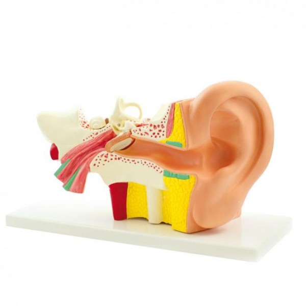 Modell Anatomisches Ohr Modell Anatomisches Ohr