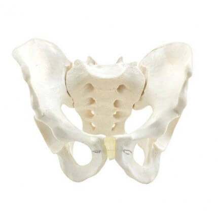 Model Anatomical Pelvis