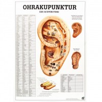 Rüdiger Anatomie Lehrtafel - Ohrakupunktur Rüdiger Anatomie Lehrtafel - Ohrakupunktur