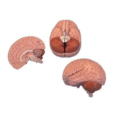 Modèle anatomique de cerveau