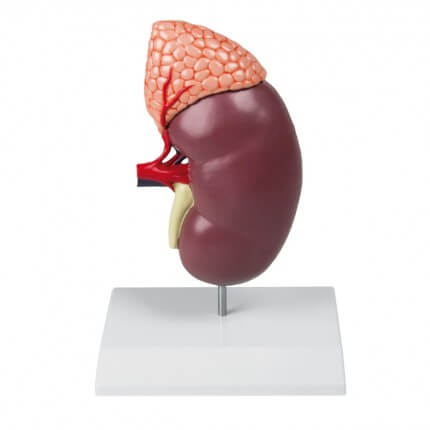 Kidney model 2 times size