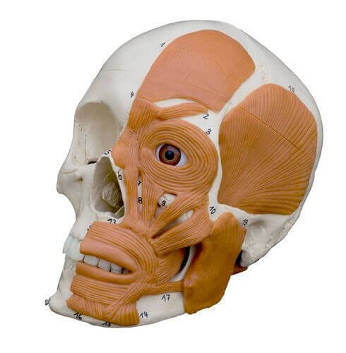 Anatomie-Schädel mit Gesichtsmuskulatur Anatomie-Schädel mit Gesichtsmuskulatur